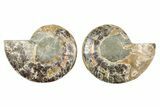 Cut & Polished Ammonite Fossil - Madagascar #379099-1